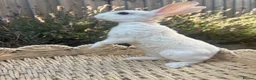 Rex rabbits for sale: Stunning mini Rex READY NOW 🫶🏻 - Advert 7