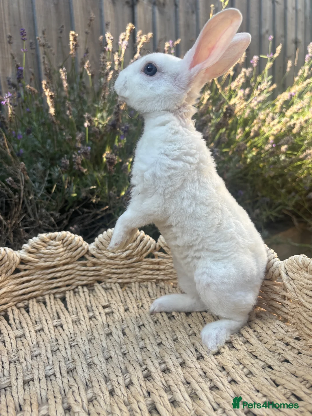 Rex rabbits for sale: Stunning mini Rex READY NOW 🫶🏻 - Advert 7