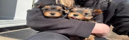 Yorkshire Terrier dogs for sale: 💛 Tiny hearts looking for loving arms 💛 - Advert 2