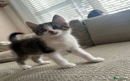 Mixed Breed cats for sale: Mixed Breed Kittens  - Image 2