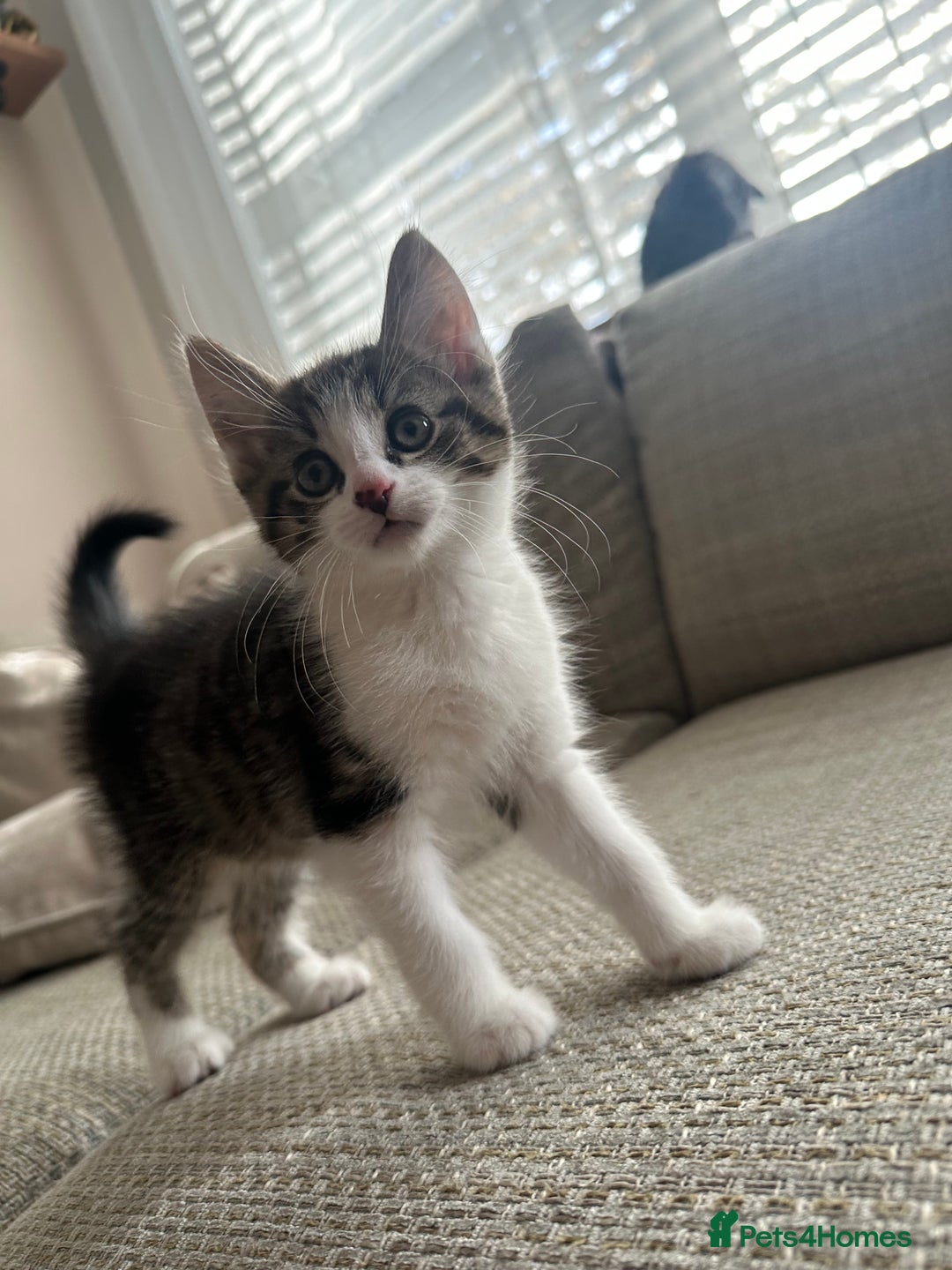 Mixed Breed cats for sale: Mixed Breed Kittens  - Image 2