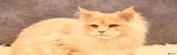 Maine Coon cats for sale: 🔥Maine Coon Boy (Klaus)🔥 - Advert 5