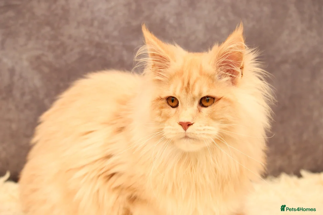 Maine Coon cats for sale: 🔥Maine Coon Boy (Klaus)🔥 - Advert 5