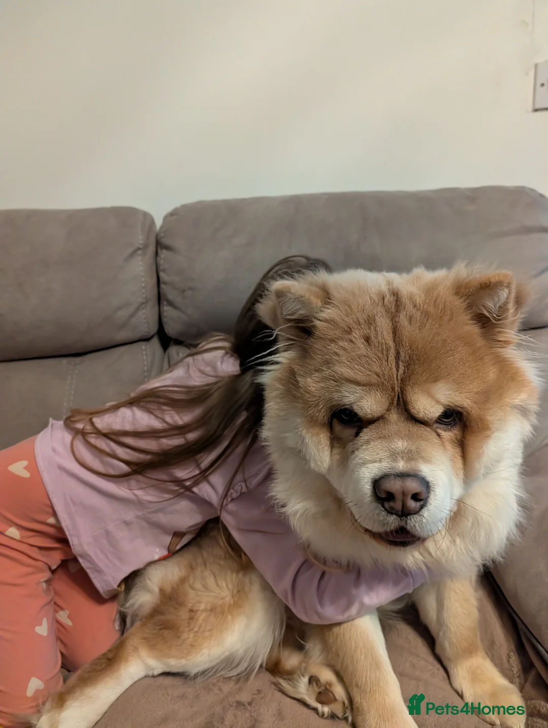 Chow Chow dogs for sale: Chow Chow – Male – 1.5 Years Old  - Advert 5