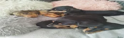 Miniature Dachshund dogs for sale: MINIATURE DACHSHUND! - Advert 2