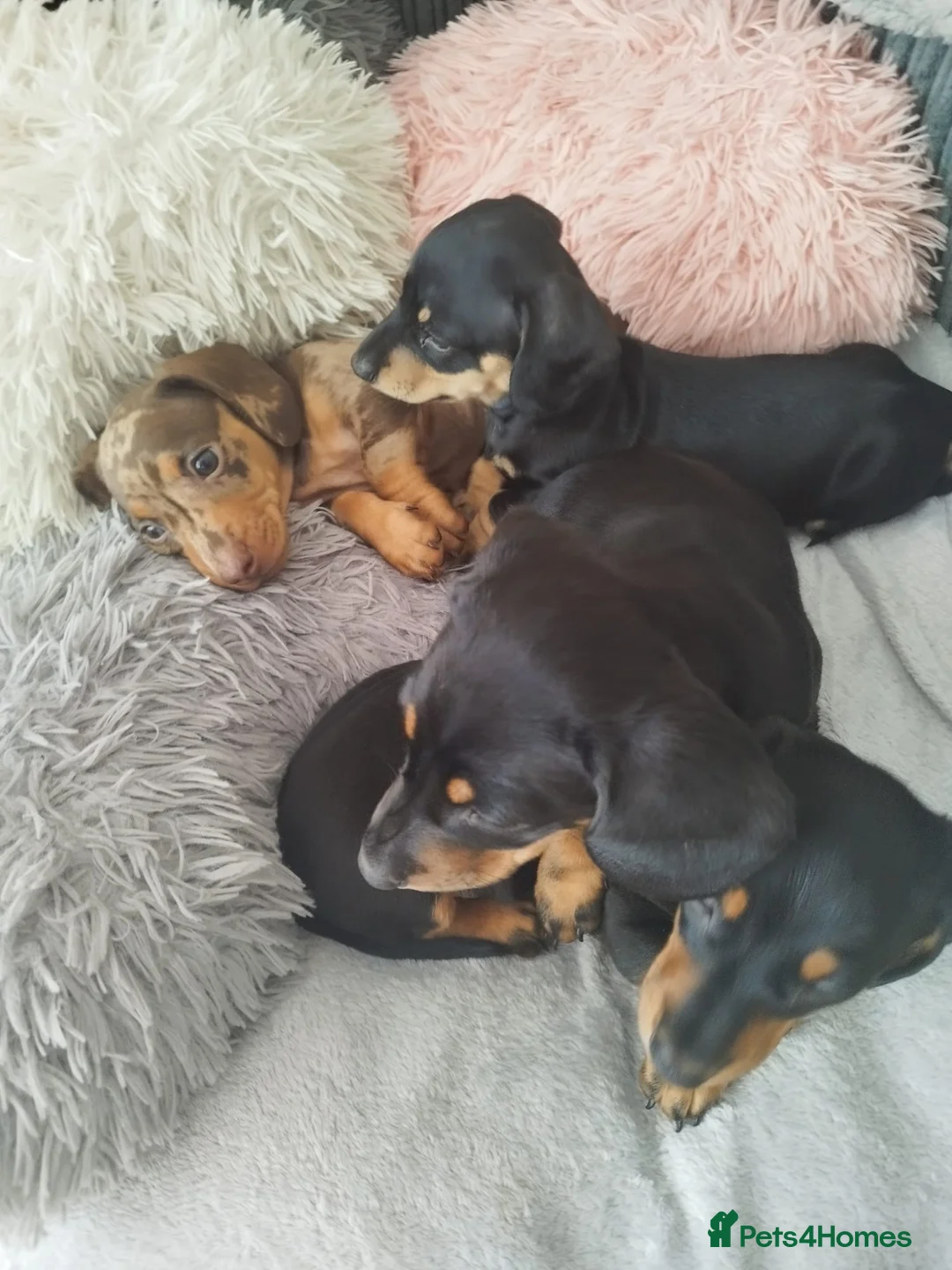 Miniature Dachshund dogs for sale: MINIATURE DACHSHUND! - Advert 2