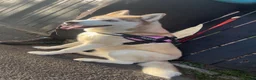 Siberian Husky dogs for sale: 4 beautiful husky puppy’s  in Seaham - Advert 14