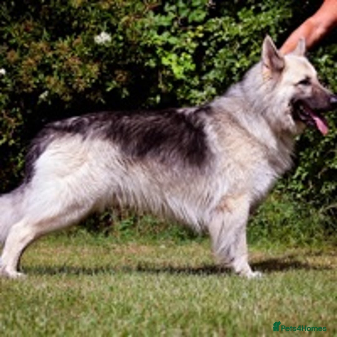 German Shepherd dogs for stud: silver sable, proven, health tested, kc reg. in Royston - Image 6