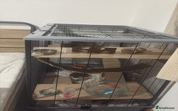 Rat rodents for sale: 2 dumbo Rex rats and one normal dumbo rat - Image 9