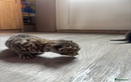 Domestic Shorthair cats for sale: Kittens for sale🥰! - Image 10