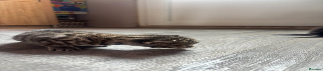 Domestic Shorthair Kitten 4