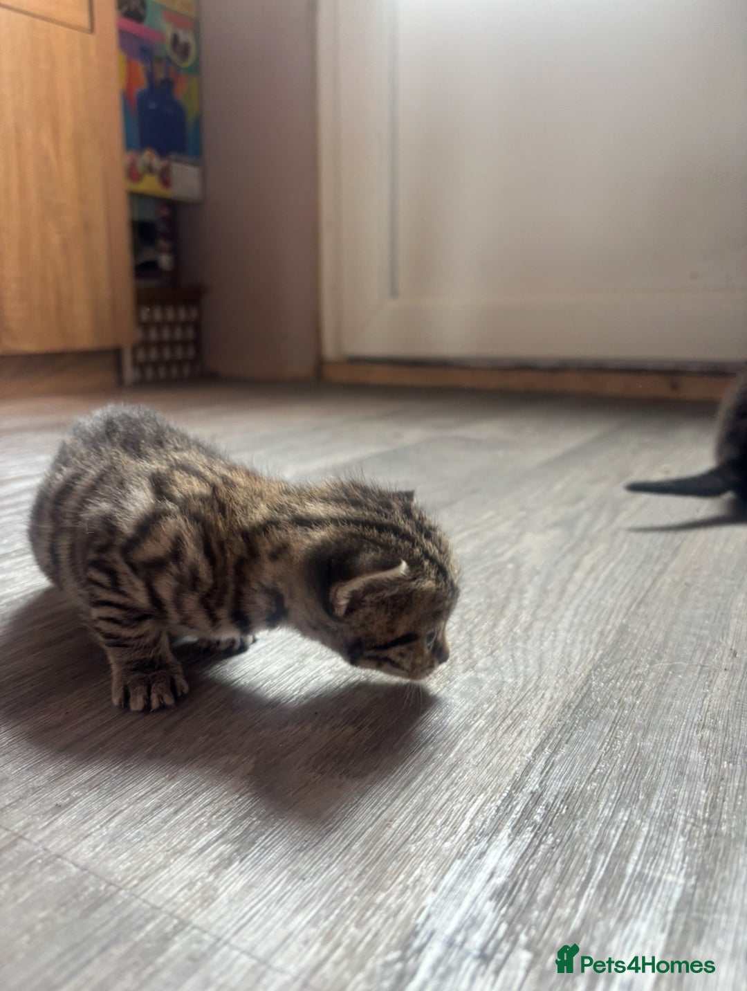 Domestic Shorthair cats for sale: Kittens for sale🥰! - Image 10