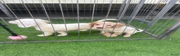 Cocker Spaniel dogs for sale: 4 cocker spaniel puppies  - Advert 5
