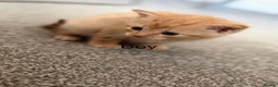 Mixed Breed cats for sale: Ginger kittens  - Advert 6