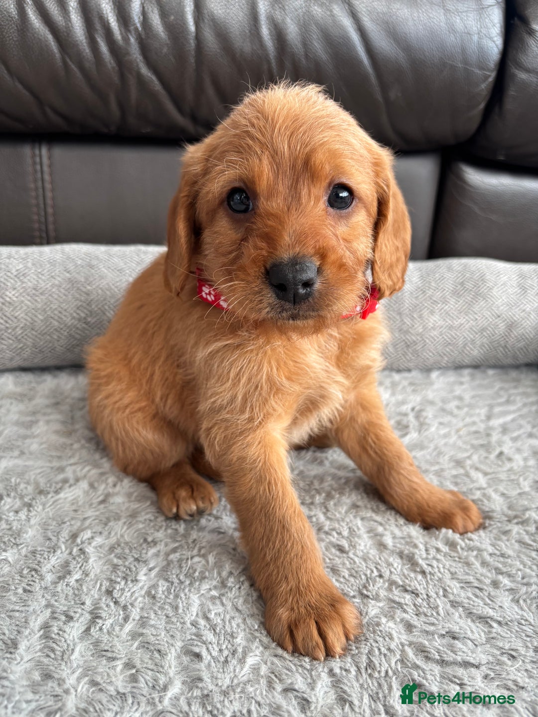 Labradoodle dogs for sale: F1 Labradoodle Puppies - Advert 3
