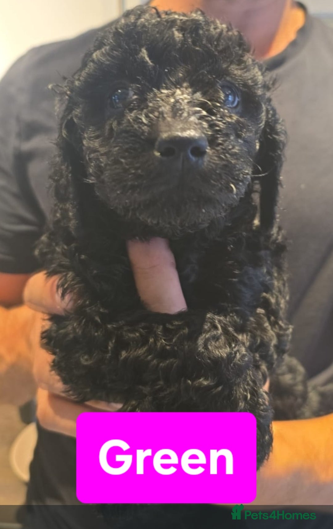Double Doodle dogs for sale: Adorable Double Doodle puppies from family home - Image 5