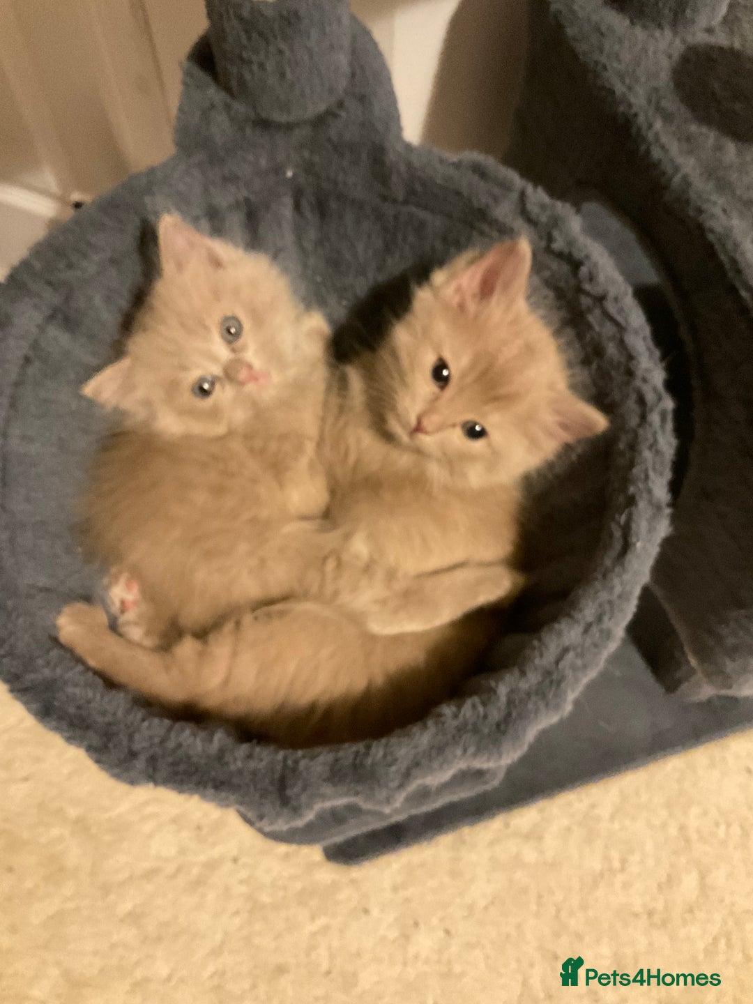 Ragdoll cats for sale: RARE PURE BRED FAWN RAGDOLL BABIES - Advert 12