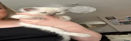 Ragdoll cats for sale: Female ragdoll kitten £750 - Advert 7
