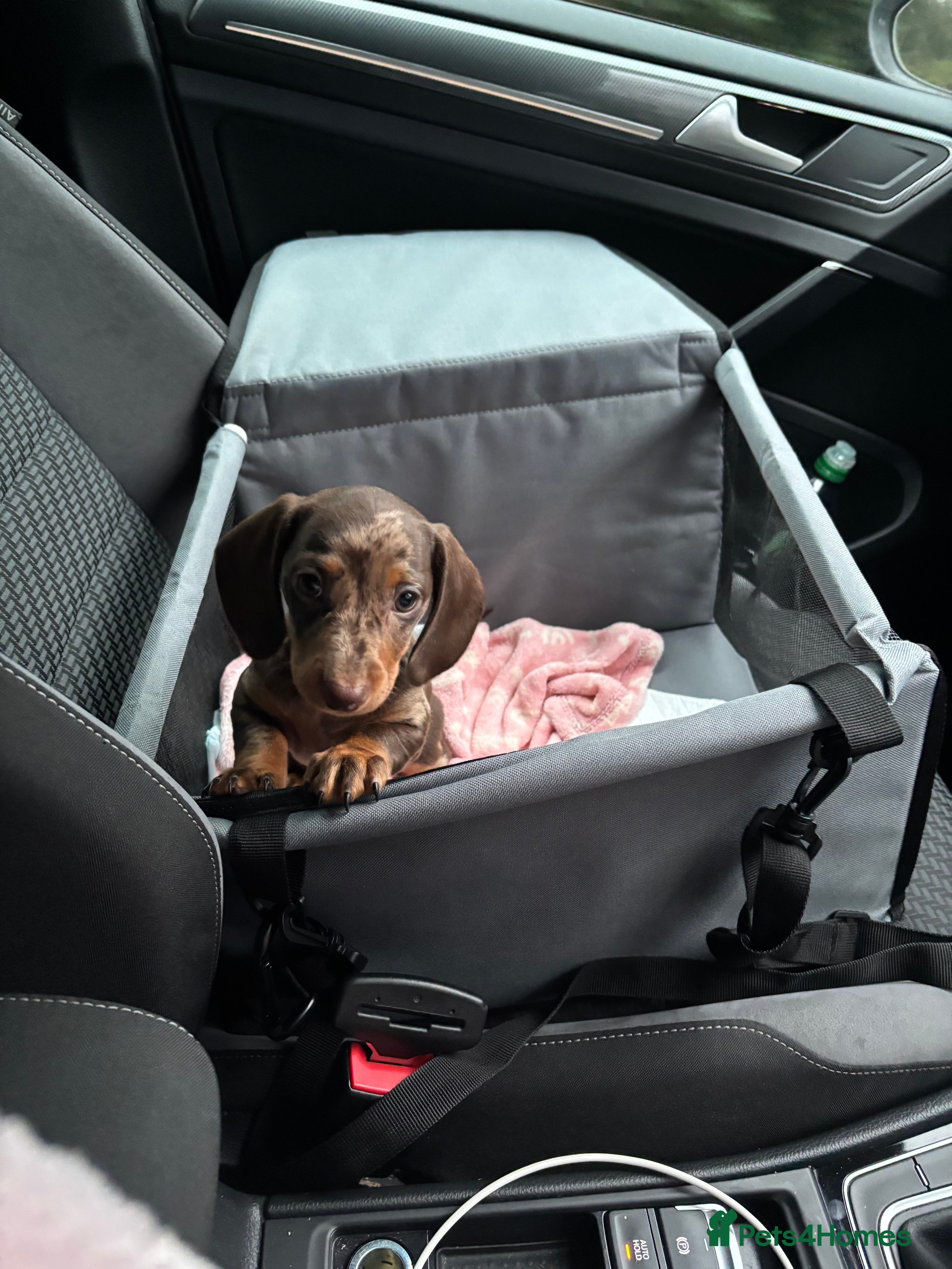 Dachshund dogs Miniature Dachshund  - Advert 7