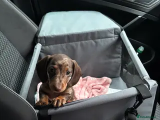 Dachshund dogs Miniature Dachshund - Advert 7