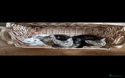Bengal cats for sale: Stunning half Bengal litter - Image 9