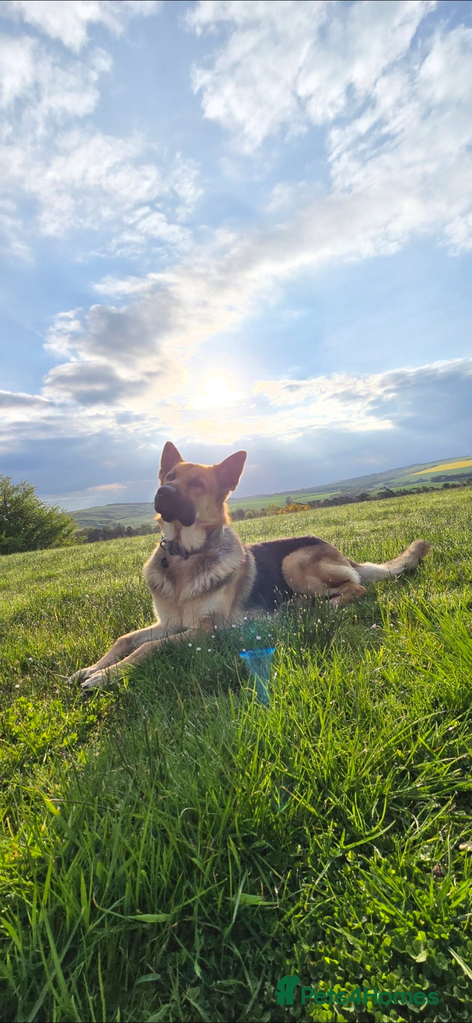 German Shepherd dogs for stud: STUD GERMAN SHEPHERD  - Advert 10