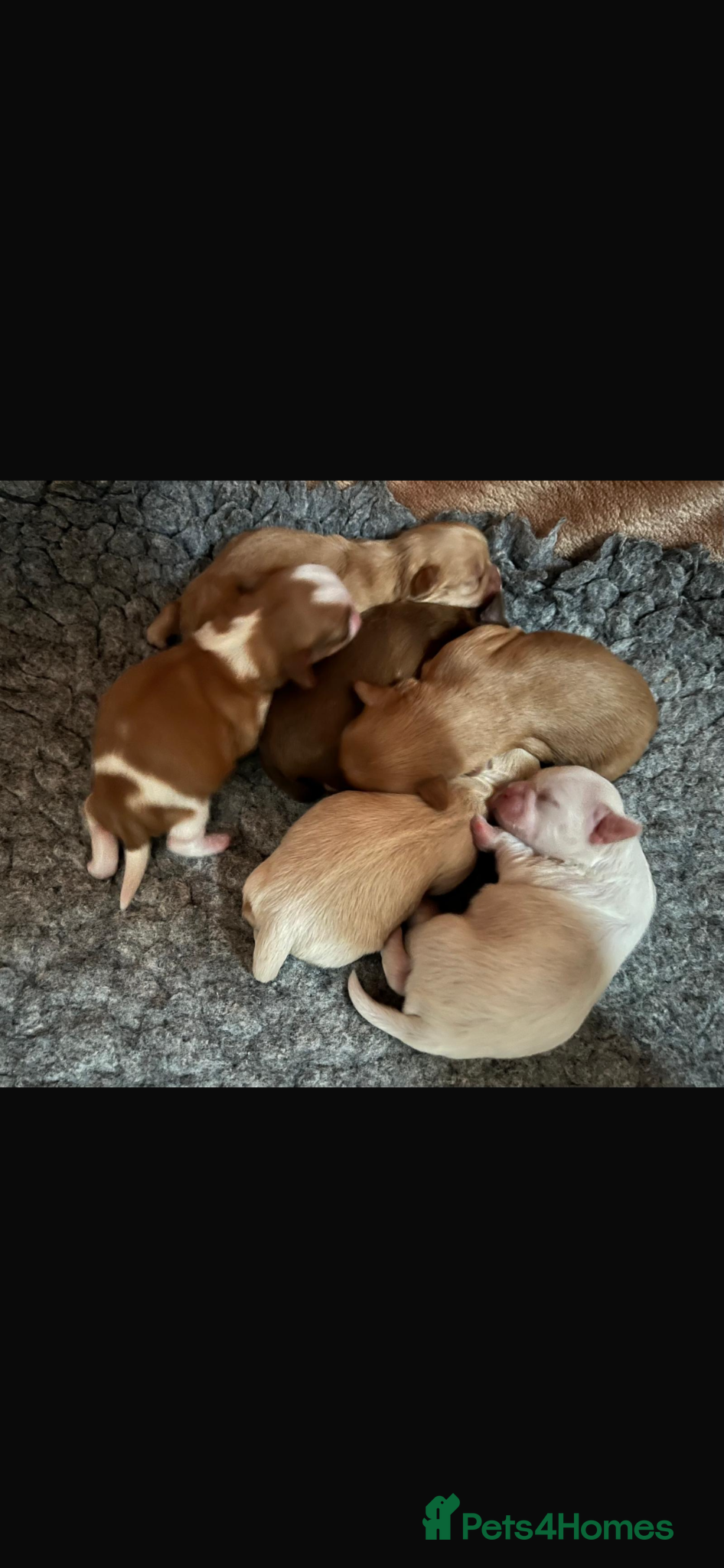 Shih Tzu dogs for sale: Gorgeous shitzu puppies in Lydney - Advert 3