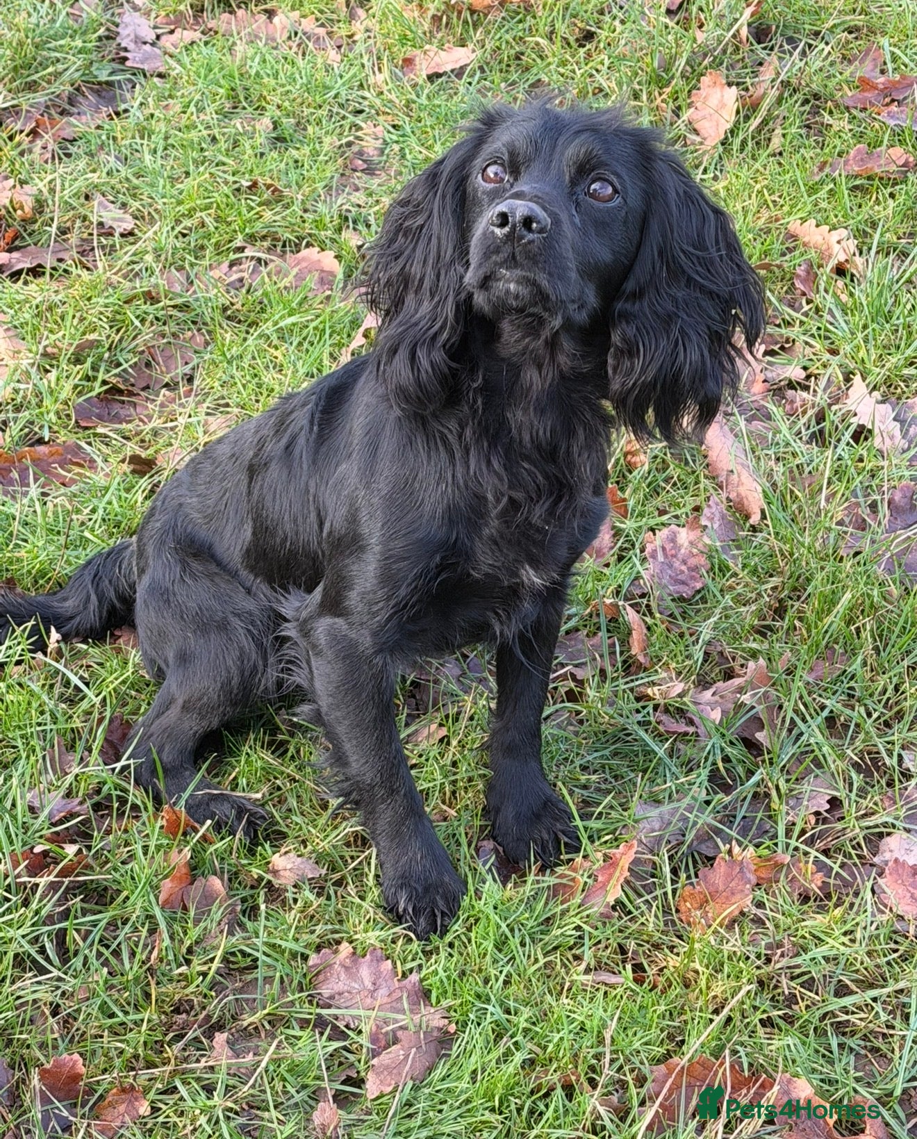 Cocker Spaniel dogs **For Stud ** - Advert 1