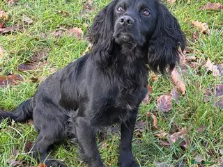 Cocker Spaniel dogs **For Stud ** - Advert 1