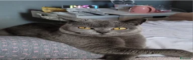 British Shorthair