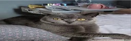 British Shorthair cats for sale: British shorthair (saffron) - Advert 2