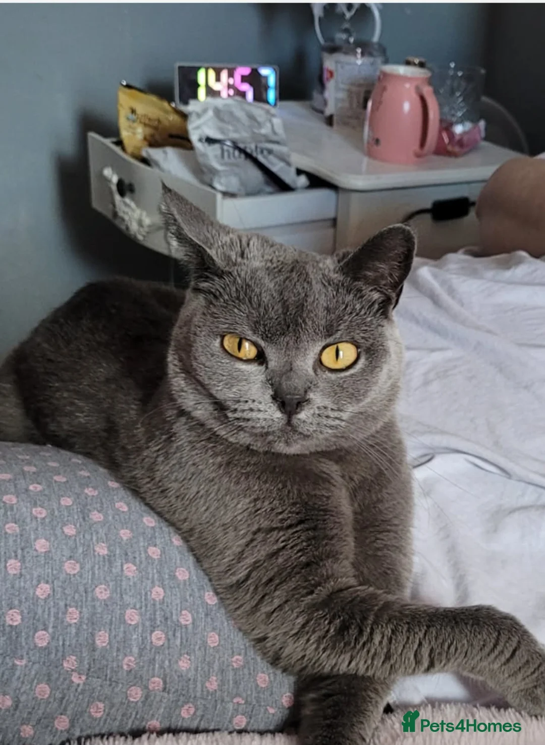 British Shorthair cats for sale: British shorthair (saffron) - Advert 2