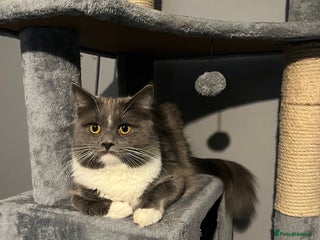 Maine Coon cats Maine coon male - Advert 7