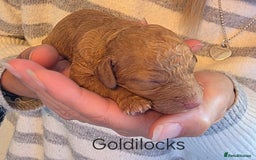 Cockapoo dogs for sale: Adorable F2b Cockapoo Puppies – Ready to Reserve  - Image 8