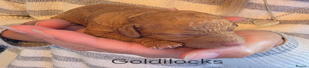 Cockapoo Puppy 7