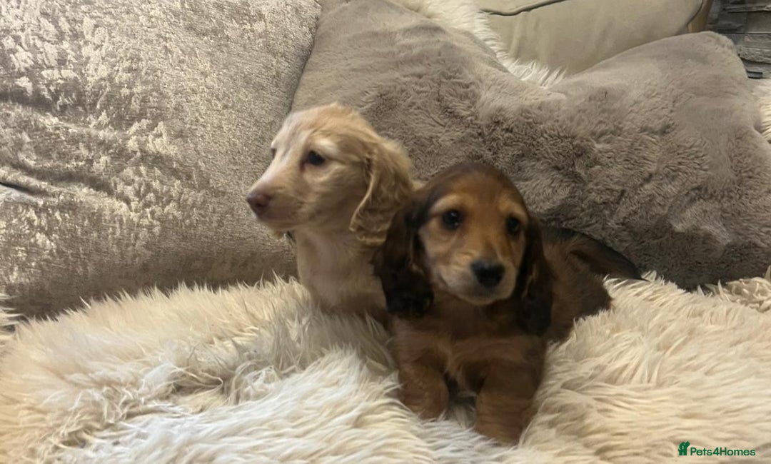 Miniature Dachshund dogs for sale: Longhairedd miniature dachshunds  - Image 5