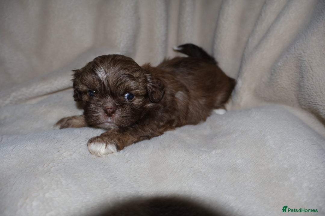 Shih Tzu dogs for sale: ✨CHOC DOBBIE IMPERIALS CARRYING BLUE✨ - Advert 26