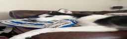 Siberian Husky dogs for sale: 3 year old husky requires new home  in Mansfield - Advert 5