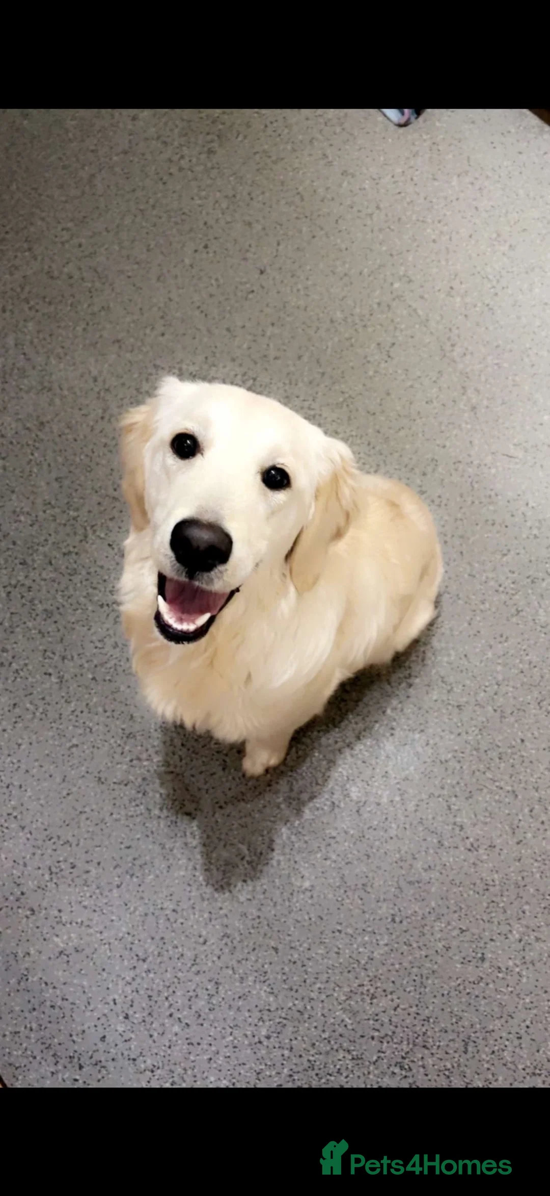 Golden Retriever dogs for sale: KC Registered Golden Retriever Girl - Advert 2