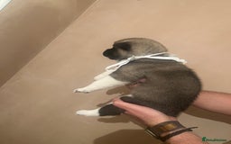 Akita dogs for sale:  Pure Bear-faced American Akita puppies - Image 12