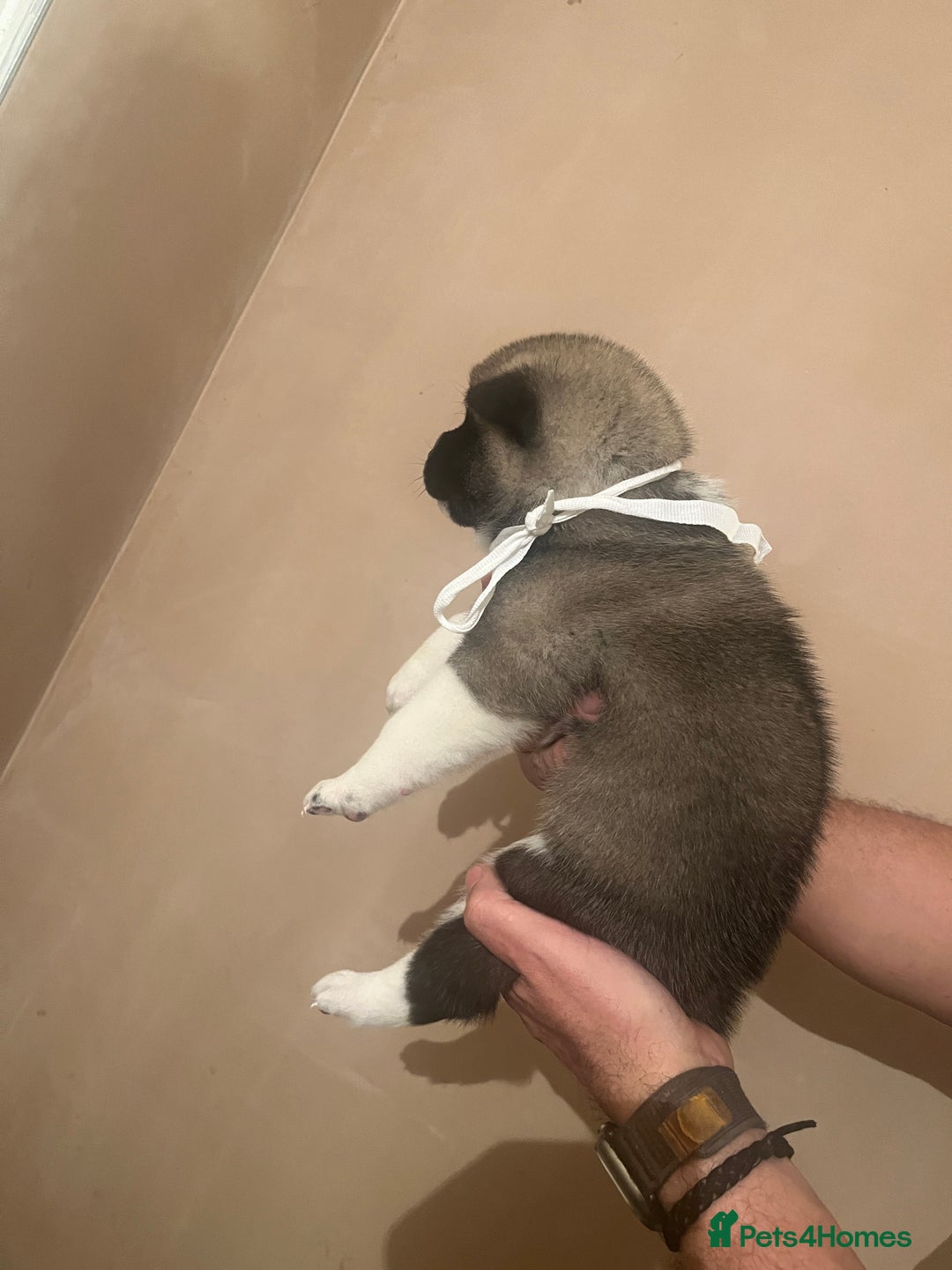 Akita dogs for sale:  Pure Bear-faced American Akita puppies - Image 12