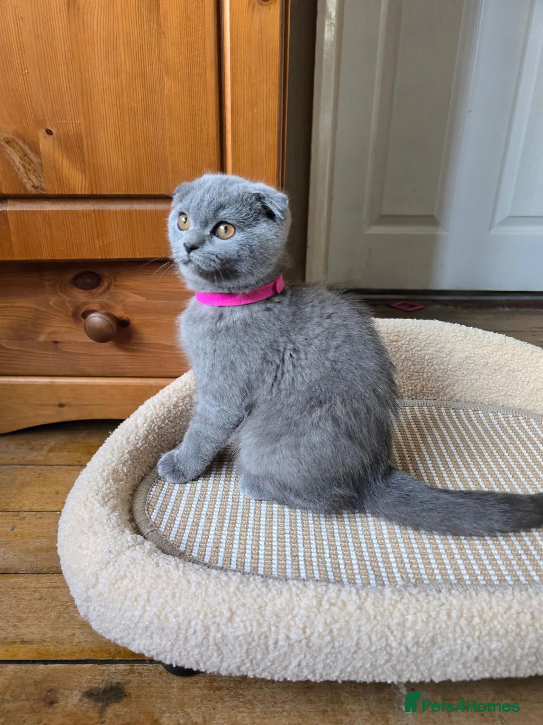 Scottish Fold cats for sale: Kittens scottish fold blue color - Advert 2