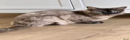 Ragdoll cats for sale: 2 year old beautiful ragdoll female  - Advert 5