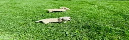 Miniature Dachshund dogs for sale: Cream/blonde long hair kc reg miniature dachshund  - Advert 16