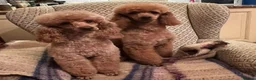 Miniature Poodle dogs for stud: KCd Red Miniature poodle standing at stud  - Advert 4