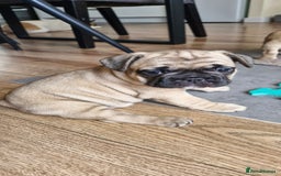 French Bulldog dogs for sale: French Bulldogs - Image 17
