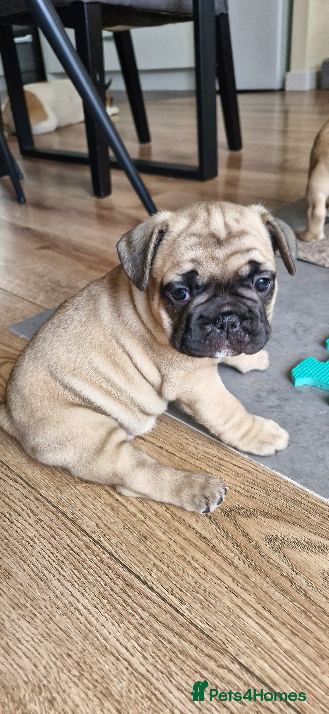 French Bulldog dogs for sale: French Bulldogs - Image 17