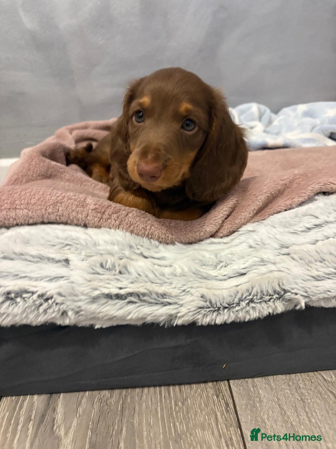 Miniature Dachshund dogs for sale: PRICE REDUCED Cute long hair chocolate dachshunds  - Advert 35