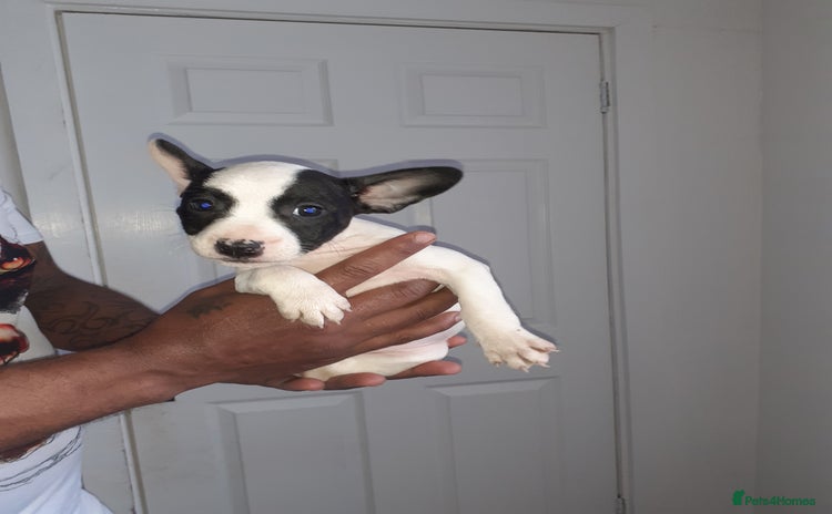 Mixed Breed dogs - Advert 2
