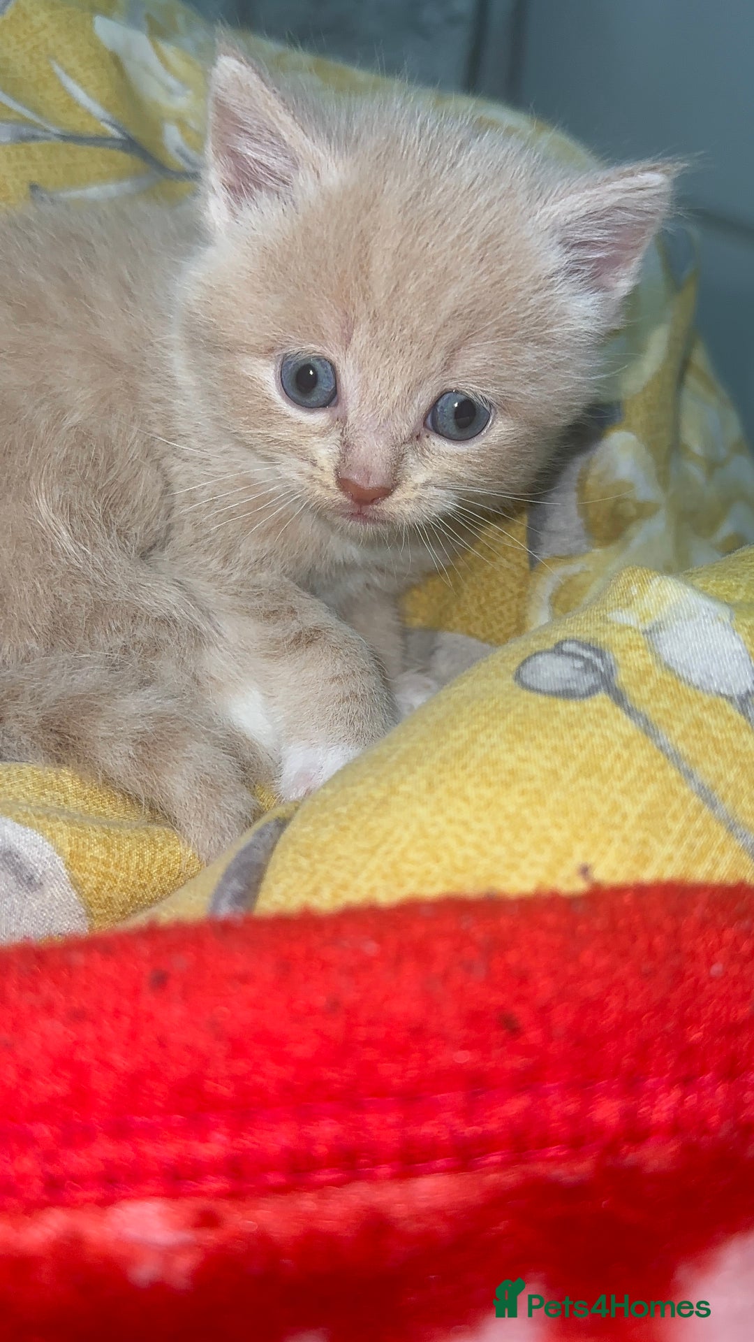 Mixed Breed cats for sale: 3 Beautiful Kittens Needing A Home - Advert 17